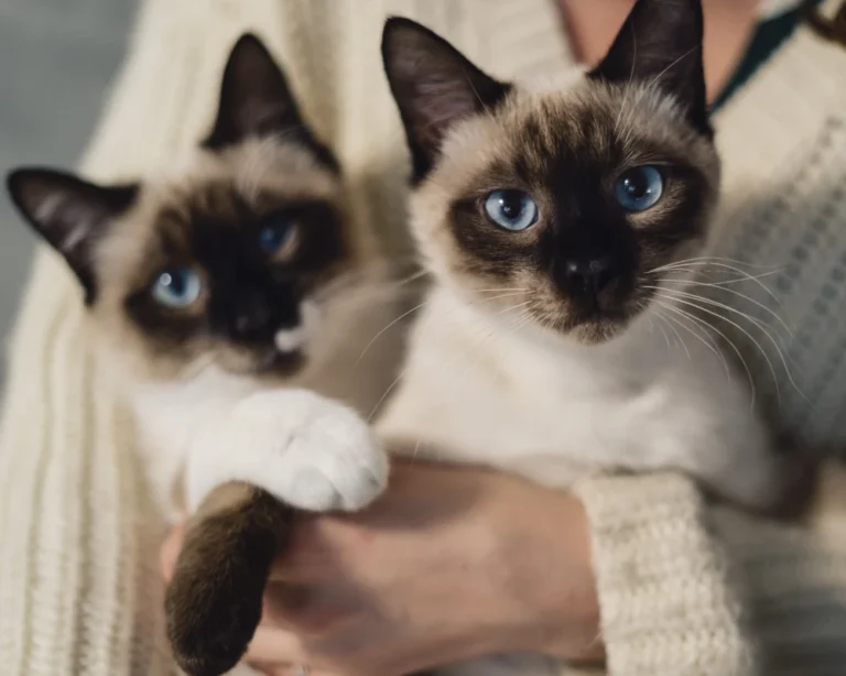 automatic food feeder for dogs