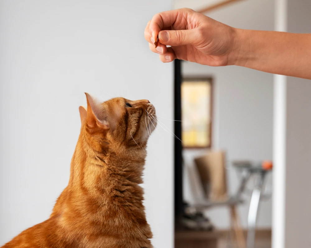 automatic pet feeder multiple cats